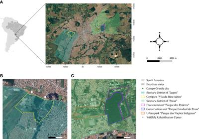 Leishmania infantum infecting the carnivore Nasua nasua from urban forest fragments in an endemic area of visceral leishmaniasis in Brazilian Midwest